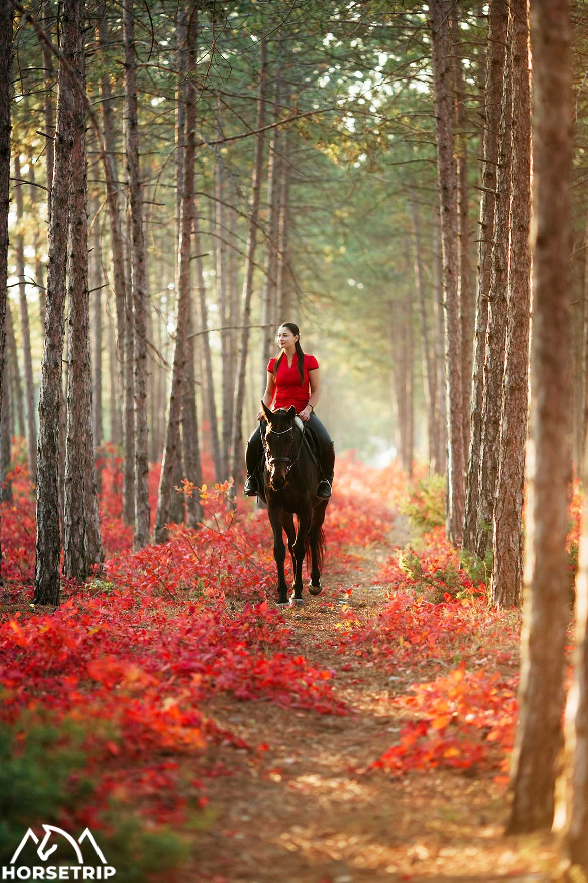 Таинственный красный лес - изюминка крымской осени