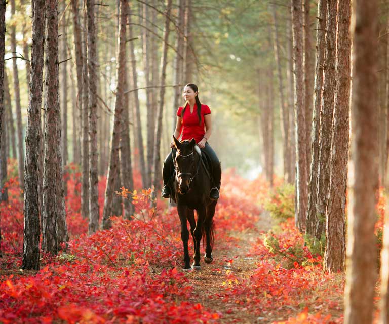 Таинственный красный лес - изюминка крымской осени